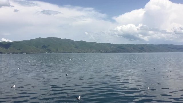 Shot of the lake Sevan, the largest lake in Armenia, with many Armenian gulls enjoying the water. One particular gull crosses the shot from right to left. Filmed in proximity of Gull Island.
