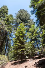 Fototapeta premium Looking up at a grove of trees in Sequoia National Park