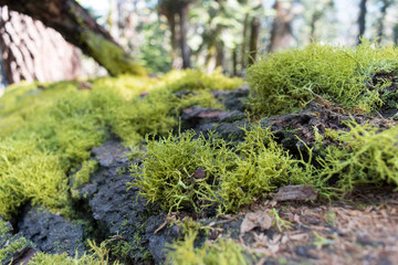 Moss growing on the bark of a fallen tree
