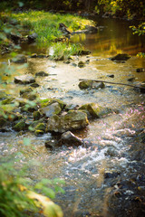 natural background: autumn landscape-forest stream with clear water in the sun