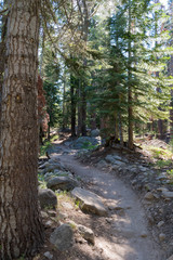 A trail through the forest in Sequoia National Park