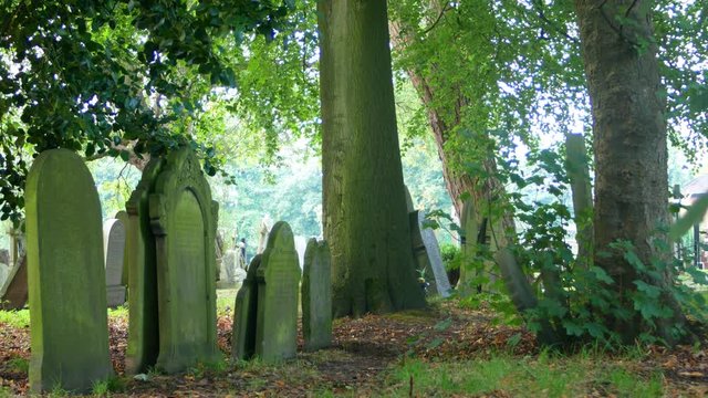 Woodland trees at the cemetery