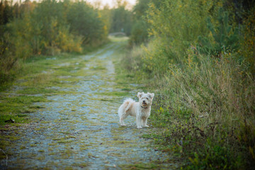 Fototapeta premium a small shaggy dog of sand color with a collar runs along a country path, the concept of walking and playing with Pets