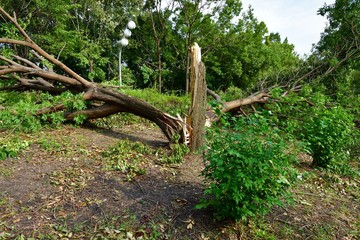 Fototapeta premium 風速40m秒強台風の威力