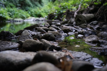 Fototapeta na wymiar Stream in forest