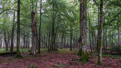 Deciduous stand of Bialowieza Forest with hornbeams and oaks