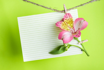 Greeting card with pink Alstroemeria