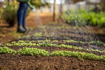 cultivation and harvesting of lettuce irrigation