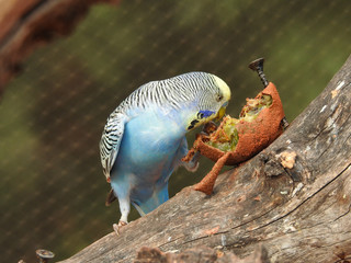 perruche qui mange