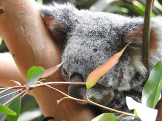 koala © nono
