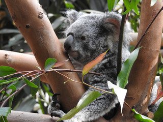 koala