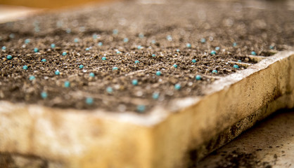 lettuce seed cultive hand farm