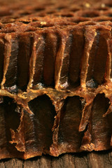 Cross-section through the interior of an old honeycomb. Visible shape and bottom of the bee cel