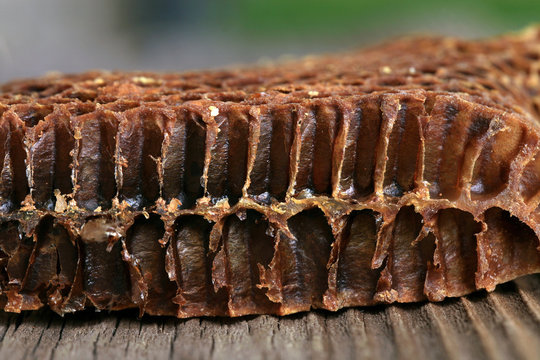 Cross-section through the interior of an old honeycomb. Visible shape and bottom of the bee cell
