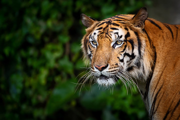 Obraz premium Portret tygrysa.