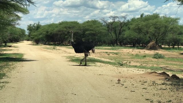 Wild ostrich crossing a dirt road in the African wild