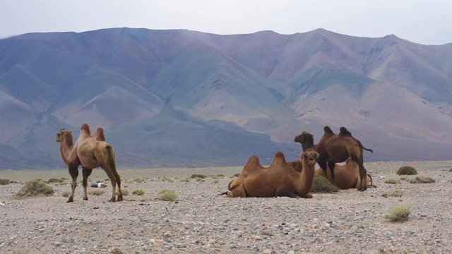 Group of camels roaming around in the desert mountains, West Mongolia, Bayan Ulgi
