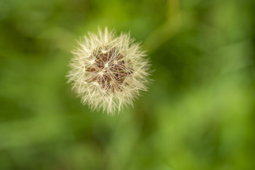 single dandelion with green background