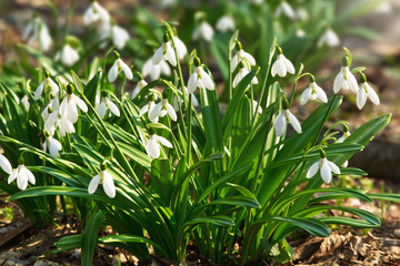 Beautiful snowdrops in spring forest