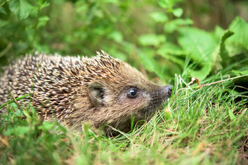 Hedgehog in a grass