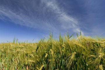 Obraz premium Green Barley / Wheat Field
