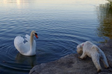 swan on the lake and dog