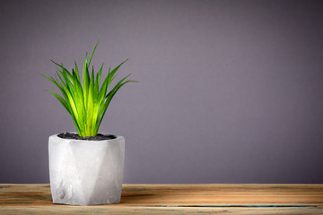 Green plant on grey background, free copy space. marketing, advertising and successful reviews concept.