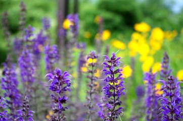 summer flowers field