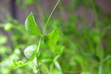 Fototapeta na wymiar leaves of pea sprout