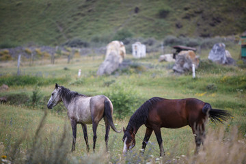 Obraz na płótnie Canvas Gray and brown horse grazing in Alpine meadows in the mountains of Georgia, the village of SNO. Behind large stones