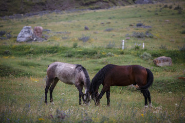 Gray and brown horse grazing in Alpine meadows in the mountains of Georgia, the village of SNO. Behind large stones