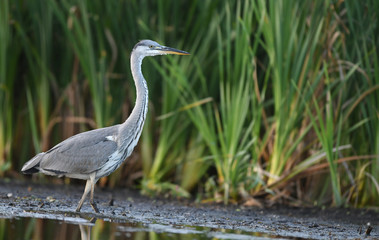 Grey heron (Ardea cinerea)