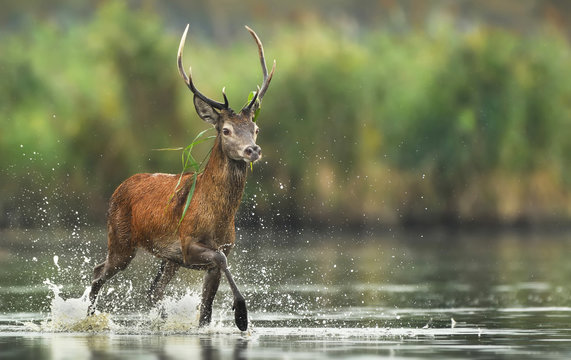 Fototapeta Deer buck (Cervus elaphus)