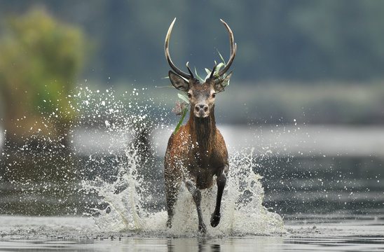 Fototapeta Deer buck (Cervus elaphus)