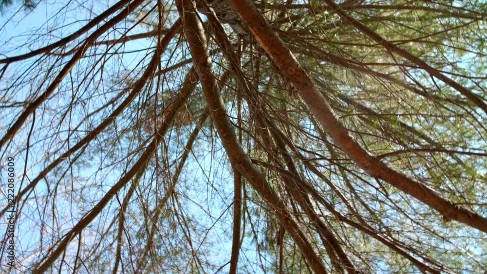 Poster a slow rotation while looking up at the trees in the winter.