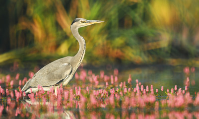 Grey heron (Ardea cinerea)