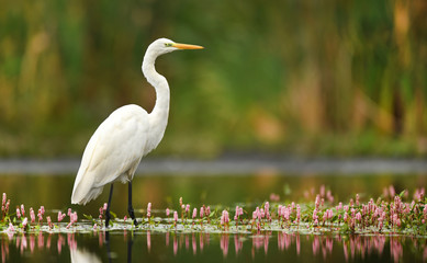 Naklejka premium Great white egret (Egretta alba)