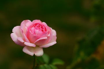 Pink Flower