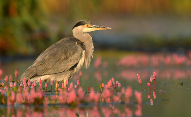 Grey heron (Ardea cinerea)