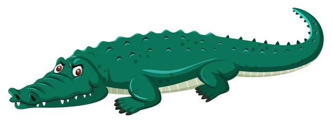 Obraz premium large green crocodile white background