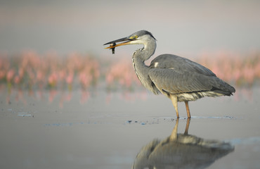 Grey heron (Ardea cinerea)