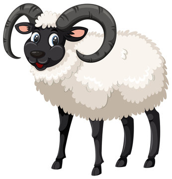 Black Sheep White Background