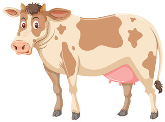 Large brown cow white background