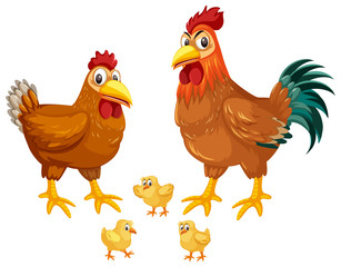 Set of chickens white background