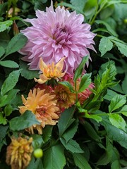 Colorful blooms