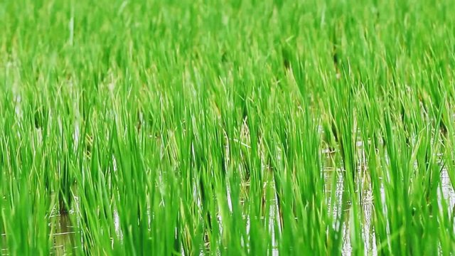 green  little paddy plants in wind