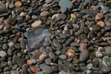 Jellyfish on the stones