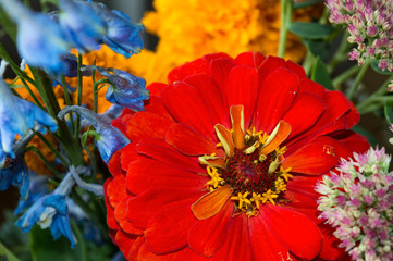 Colorful autumn bouquet of garden flowers — red zinnia, orange marigold, pink sedum and  blue delphinium