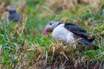Puffins at  Borgarfjördur Eystri Fjord Marina, Iceland