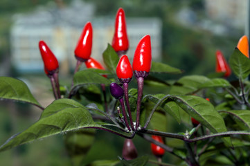 Ripe red pods of Explosive Ember chili pepper growing on window sill in indoor garden